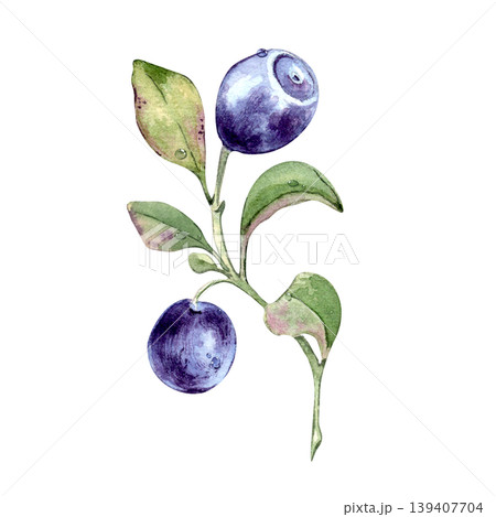 Watercolor illustration of two fresh bilberries on branch with green leaf isolated. Hand drawn botanical art of blueberry for organic product design. European blueberry with dew drops drawing. 139407704