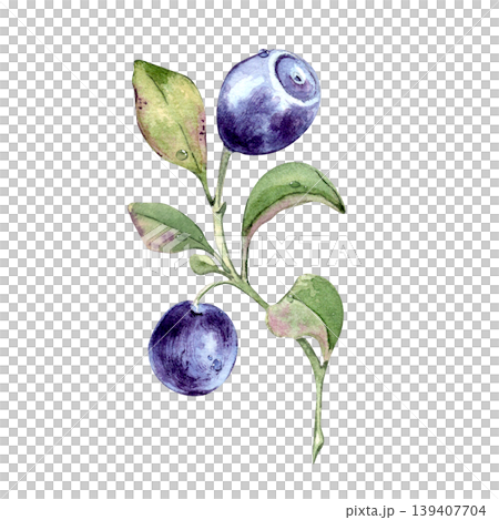 Watercolor illustration of two fresh bilberries on branch with green leaf isolated. Hand drawn botanical art of blueberry for organic product design. European blueberry with dew drops drawing. 139407704