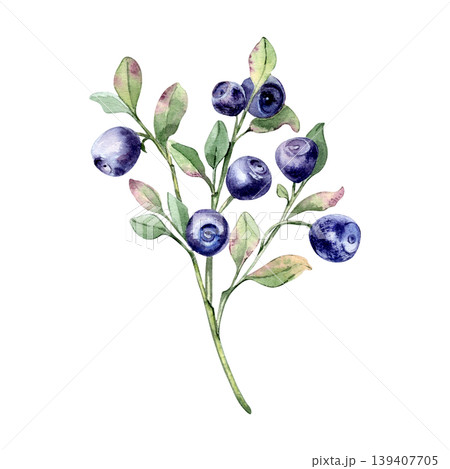 Blueberry branch with green leaves hand painted in watercolor isolated. Realistic botanical illustration of forest berry. Bilberry organic food drawing for wedding invitation, menu and summer design. Blueberry branch with green leaves hand painted in watercolor isolated. Realistic botanical illustration of forest berry. Bilberry organic food drawing for wedding invitation, menu and summer design. 139407705