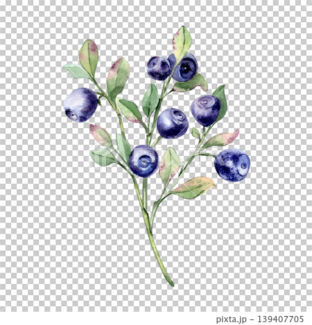 Blueberry branch with green leaves hand painted in watercolor isolated. Realistic botanical illustration of forest berry. Bilberry organic food drawing for wedding invitation, menu and summer design. Blueberry branch with green leaves hand painted in watercolor isolated. Realistic botanical illustration of forest berry. Bilberry organic food drawing for wedding invitation, menu and summer design. 139407705