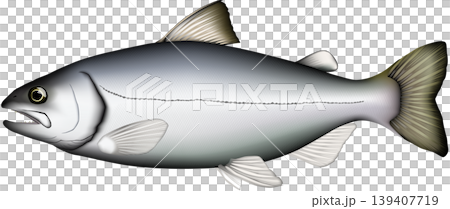 魚類插圖：「皋月鱒魚」（Amago trout，海鱒），向量格式，白色背景上的單條魚。 139407719