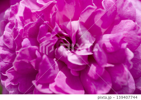 バラの花のクローズアップ写真薔薇園にピンク色のバラの花が咲いています。このバラの名前はフィネスです。 139407744