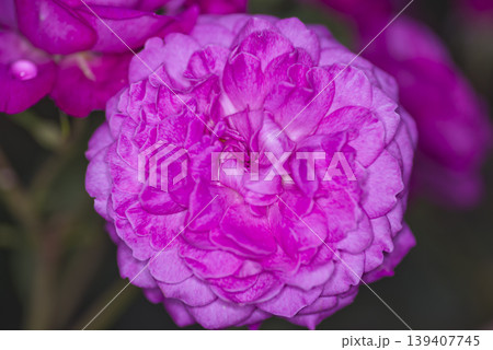 薔薇園にピンク色のバラの花が咲いています。このバラの名前はフィネスです。 薔薇園にピンク色のバラの花が咲いています。このバラの名前はフィネスです。 139407745