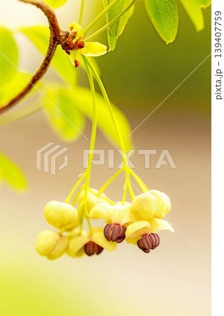 家の周りの草花　四季の色々　春の光を浴びて雑木林につる性の小さなアケビの花が風に揺れて咲いています 139407759