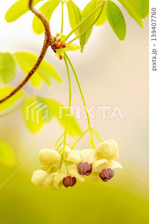 家の周りの草花 四季の色々 春の光を浴びて雑木林につる性の小さなアケビの花が風に揺れて咲いています 家の周りの草花 四季の色々 春の光を浴びて雑木林につる性の小さなアケビの花が風に揺れて咲いています 139407760