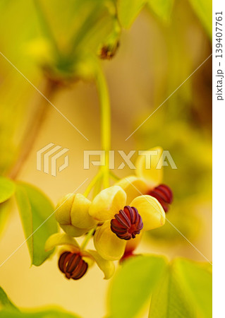 家の周りの草花 四季の色々 春の光を浴びて雑木林につる性の小さなアケビの花が風に揺れて咲いています 家の周りの草花 四季の色々 春の光を浴びて雑木林につる性の小さなアケビの花が風に揺れて咲いています 139407761