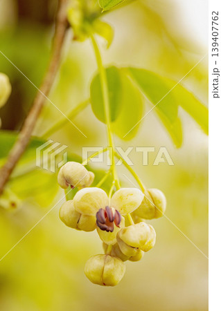 家の周りの草花 四季の色々 春の光を浴びて雑木林につる性の小さなアケビの花が風に揺れて咲いています 家の周りの草花 四季の色々 春の光を浴びて雑木林につる性の小さなアケビの花が風に揺れて咲いています 139407762