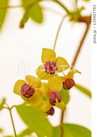 家の周りの草花 四季の色々 春の光を浴びて雑木林につる性の小さなアケビの花が風に揺れて咲いています 家の周りの草花 四季の色々 春の光を浴びて雑木林につる性の小さなアケビの花が風に揺れて咲いています 139407763