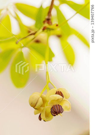 家の周りの草花 四季の色々 春の光を浴びて雑木林につる性の小さなアケビの花が風に揺れて咲いています 家の周りの草花 四季の色々 春の光を浴びて雑木林につる性の小さなアケビの花が風に揺れて咲いています 139407766