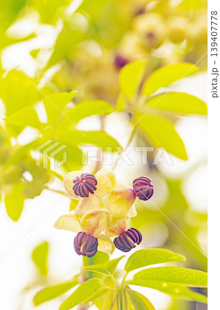 家の周りの草花 四季の色々 春の光を浴びて雑木林につる性の小さなアケビの花が風に揺れて咲いています 家の周りの草花 四季の色々 春の光を浴びて雑木林につる性の小さなアケビの花が風に揺れて咲いています 139407778