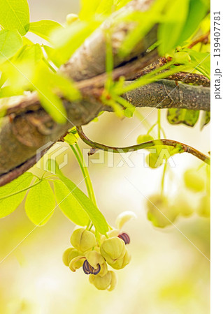 家の周りの草花　四季の色々　春の光を浴びて雑木林につる性の小さなアケビの花が風に揺れて咲いています 139407781