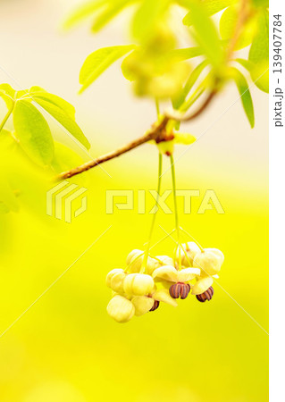 家の周りの草花 四季の色々 春の光を浴びて雑木林につる性の小さなアケビの花が風に揺れて咲いています 家の周りの草花 四季の色々 春の光を浴びて雑木林につる性の小さなアケビの花が風に揺れて咲いています 139407784