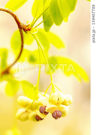 家の周りの草花 四季の色々 春の光を浴びて雑木林につる性の小さなアケビの花が風に揺れて咲いています 家の周りの草花 四季の色々 春の光を浴びて雑木林につる性の小さなアケビの花が風に揺れて咲いています 139407789