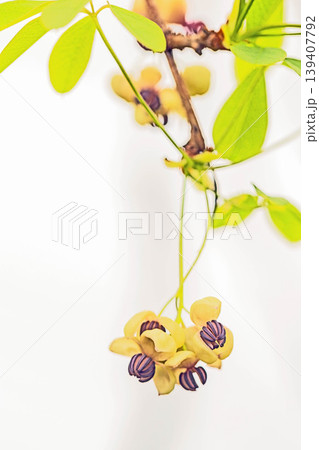 家の周りの草花　四季の色々　春の光を浴びて雑木林につる性の小さなアケビの花が風に揺れて咲いています 139407792