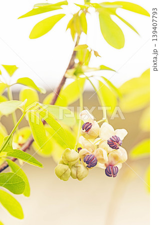 家の周りの草花 四季の色々 春の光を浴びて雑木林につる性の小さなアケビの花が風に揺れて咲いています 家の周りの草花 四季の色々 春の光を浴びて雑木林につる性の小さなアケビの花が風に揺れて咲いています 139407793