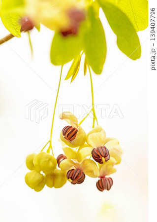 家の周りの草花 四季の色々 春の光を浴びて雑木林につる性の小さなアケビの花が風に揺れて咲いています 家の周りの草花 四季の色々 春の光を浴びて雑木林につる性の小さなアケビの花が風に揺れて咲いています 139407796