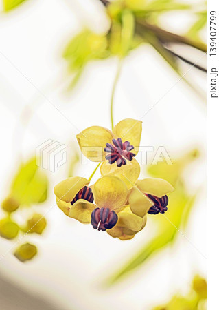 家の周りの草花 四季の色々 春の光を浴びて雑木林につる性の小さなアケビの花が風に揺れて咲いています 家の周りの草花 四季の色々 春の光を浴びて雑木林につる性の小さなアケビの花が風に揺れて咲いています 139407799