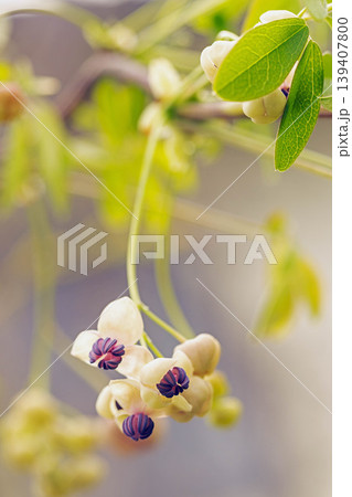 家の周りの草花　四季の色々　春の光を浴びて雑木林につる性の小さなアケビの花が風に揺れて咲いています 139407800