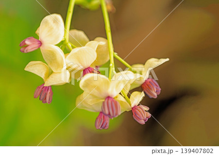 家の周りの草花 四季の色々 春の光を浴びて雑木林につる性の小さなアケビの花が風に揺れて咲いています 家の周りの草花 四季の色々 春の光を浴びて雑木林につる性の小さなアケビの花が風に揺れて咲いています 139407802