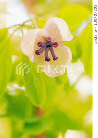 家の周りの草花　四季の色々　春の光を浴びて雑木林につる性の小さなアケビの花が風に揺れて咲いています 139407805