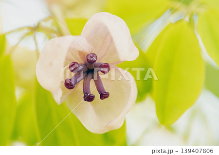 家の周りの草花 四季の色々 春の光を浴びて雑木林につる性の小さなアケビの花が風に揺れて咲いています 家の周りの草花 四季の色々 春の光を浴びて雑木林につる性の小さなアケビの花が風に揺れて咲いています 139407806