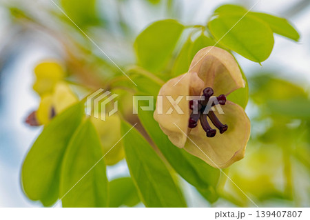 家の周りの草花 四季の色々 春の光を浴びて雑木林につる性の小さなアケビの花が風に揺れて咲いています 家の周りの草花 四季の色々 春の光を浴びて雑木林につる性の小さなアケビの花が風に揺れて咲いています 139407807