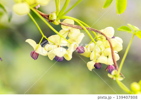 家の周りの草花　四季の色々　春の光を浴びて雑木林につる性の小さなアケビの花が風に揺れて咲いています 139407808