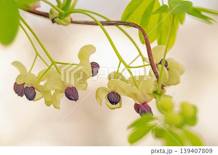 家の周りの草花 四季の色々 春の光を浴びて雑木林につる性の小さなアケビの花が風に揺れて咲いています 家の周りの草花 四季の色々 春の光を浴びて雑木林につる性の小さなアケビの花が風に揺れて咲いています 139407809