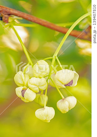 家の周りの草花 四季の色々 春の光を浴びて雑木林につる性の小さなアケビの花が風に揺れて咲いています 家の周りの草花 四季の色々 春の光を浴びて雑木林につる性の小さなアケビの花が風に揺れて咲いています 139407810