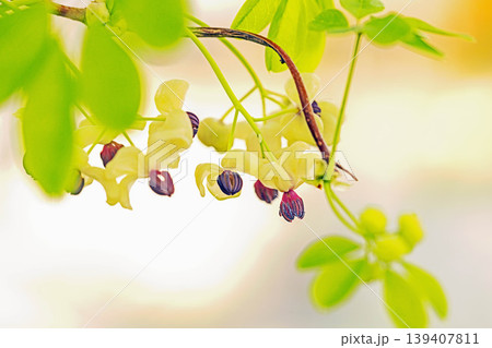 家の周りの草花 四季の色々 春の光を浴びて雑木林につる性の小さなアケビの花が風に揺れて咲いています 家の周りの草花 四季の色々 春の光を浴びて雑木林につる性の小さなアケビの花が風に揺れて咲いています 139407811