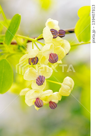 家の周りの草花 四季の色々 春の光を浴びて雑木林につる性の小さなアケビの花が風に揺れて咲いています 家の周りの草花 四季の色々 春の光を浴びて雑木林につる性の小さなアケビの花が風に揺れて咲いています 139407813