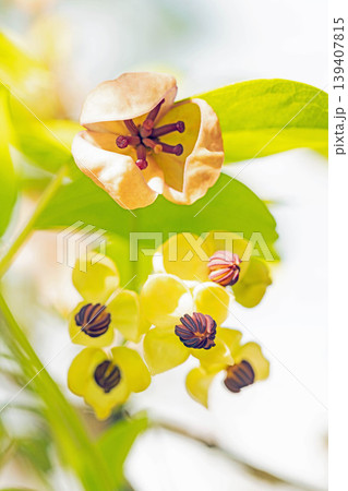 家の周りの草花　四季の色々　春の光を浴びて雑木林につる性の小さなアケビの花が風に揺れて咲いています 139407815