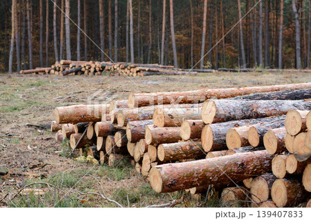 Trunks of big old pine trees near the cut forest. Logging in the old pine forest Trunks of big old pine trees near the cut forest. Logging in the old pine forest 139407833