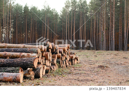 Woodpile of freshly harvested pine logs lays near the pine forest 139407834