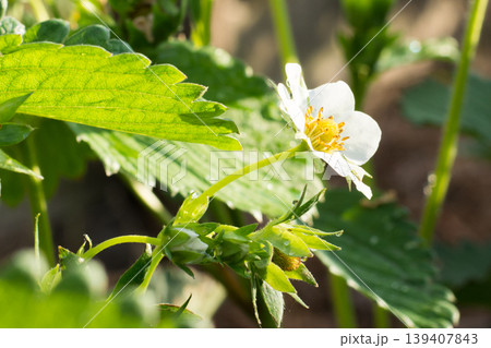 Strawberry flowers on the sun Strawberry flowers on the sun 139407843