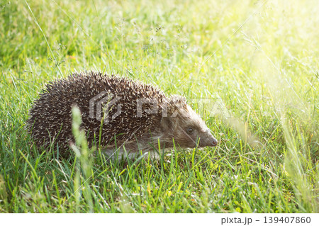 Hedgehog in grass at sunset 139407860