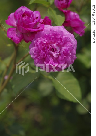 薔薇園にピンク色のバラの花が咲いています。このバラの名前はフィネスです。 139408012