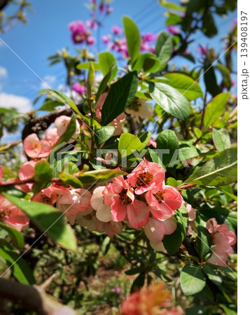 庭に咲くクサボケの花と青空 139408197