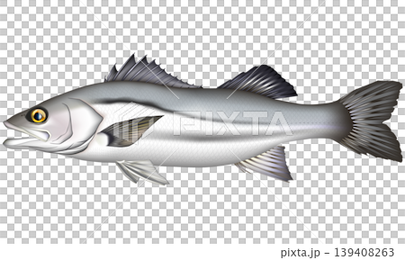 魚類插圖：「海鱸魚」（鈴木）- 側視圖，向量格式，白色背景（單張圖片） 139408263