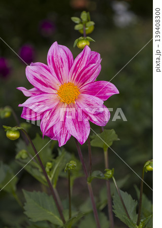 ピンク色のダリアの花が咲いています。 139408300