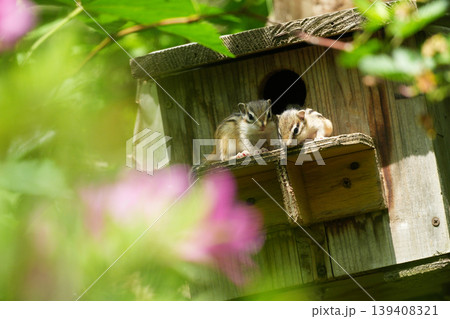 花の前ボケに包まれた兄弟シマリス 巣箱で寄り添うやさしいポートレート 花の前ボケに包まれた兄弟シマリス 巣箱で寄り添うやさしいポートレート 139408321