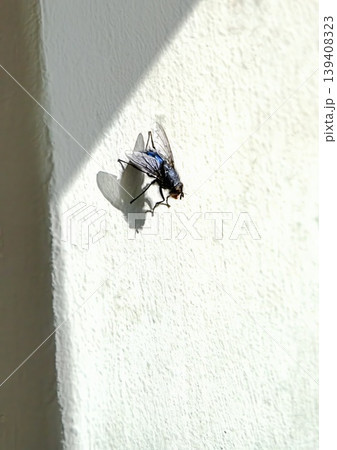 A fly on the wall 139408323