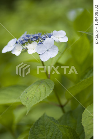 紫陽花園に紫陽花の花が咲いています。このアジサイの名前はガクアジサイです。 139408332