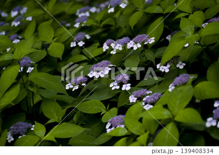 紫陽花園に紫陽花の花が咲いています。このアジサイの名前はガクアジサイです。 139408334