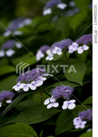 紫陽花園に紫陽花の花が咲いています。このアジサイの名前はガクアジサイです。 139408335