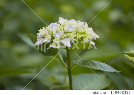 紫陽花園に白いアジサイの花が咲いています。 139408355