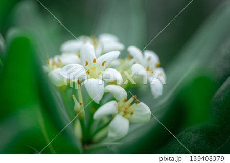 初夏の陽光に映えるトベラの白い花:甘い香りの漂う常緑低木のマクロ撮影 初夏の陽光に映えるトベラの白い花:甘い香りの漂う常緑低木のマクロ撮影 139408379