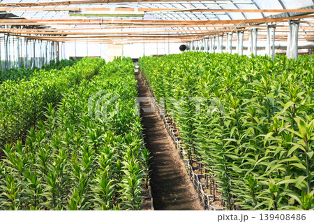 Green Lily Plants in Commercial Greenhouse Green Lily Plants in Commercial Greenhouse 139408486