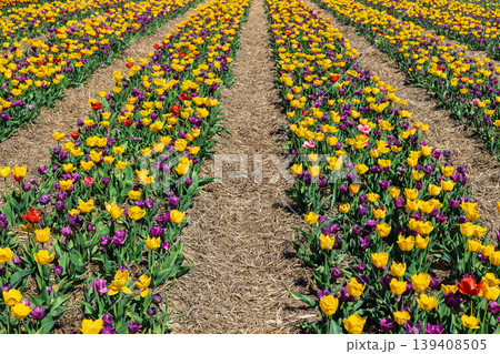 Rows of Yellow and Purple Tulips 139408505