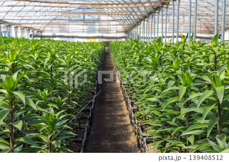 Green Plants Growing in Rows Inside Greenhouse 139408512